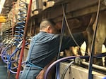 The milking parlor at a Polk County farm in Oregon, April  11,2018.