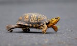 FILE - A male Eastern Box Turtle moves across a path at Wildwood Lake Sanctuary in Harrisburg, Pa., May 2, 2009.