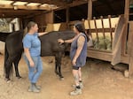 Ibarra and Williams stand beside their lead mare, Ruby, while she eats from a trough in their feeding area.