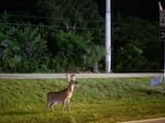 The Endangered Species Act, which protects imperiled plants and animals like the Key Deer, is more than 50 years old. Federal agencies are tasked with using old environmental statutes to deal with modern problems, fueling much of the environmental litigation seen in federal courts.