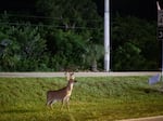 The Endangered Species Act, which protects imperiled plants and animals like the Key Deer, is more than 50 years old. Federal agencies are tasked with using old environmental statutes to deal with modern problems, fueling much of the environmental litigation seen in federal courts.  