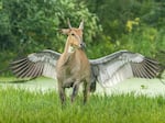 Jagdeep Rajput's photo of an Indian sarus crane attacking a blue bull from behind.