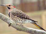 Woodpeckers are known for banging on wood, but some individuals living in urban environments also bang on metal. 