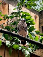 A provided image of an American kestrel at the Bird Alliance of Oregon. Someone broke into the Portland nonprofit's wildlife care center Thursday, July 31, and released several birds, including kestrels.