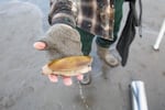 A freshly dug razor clam.