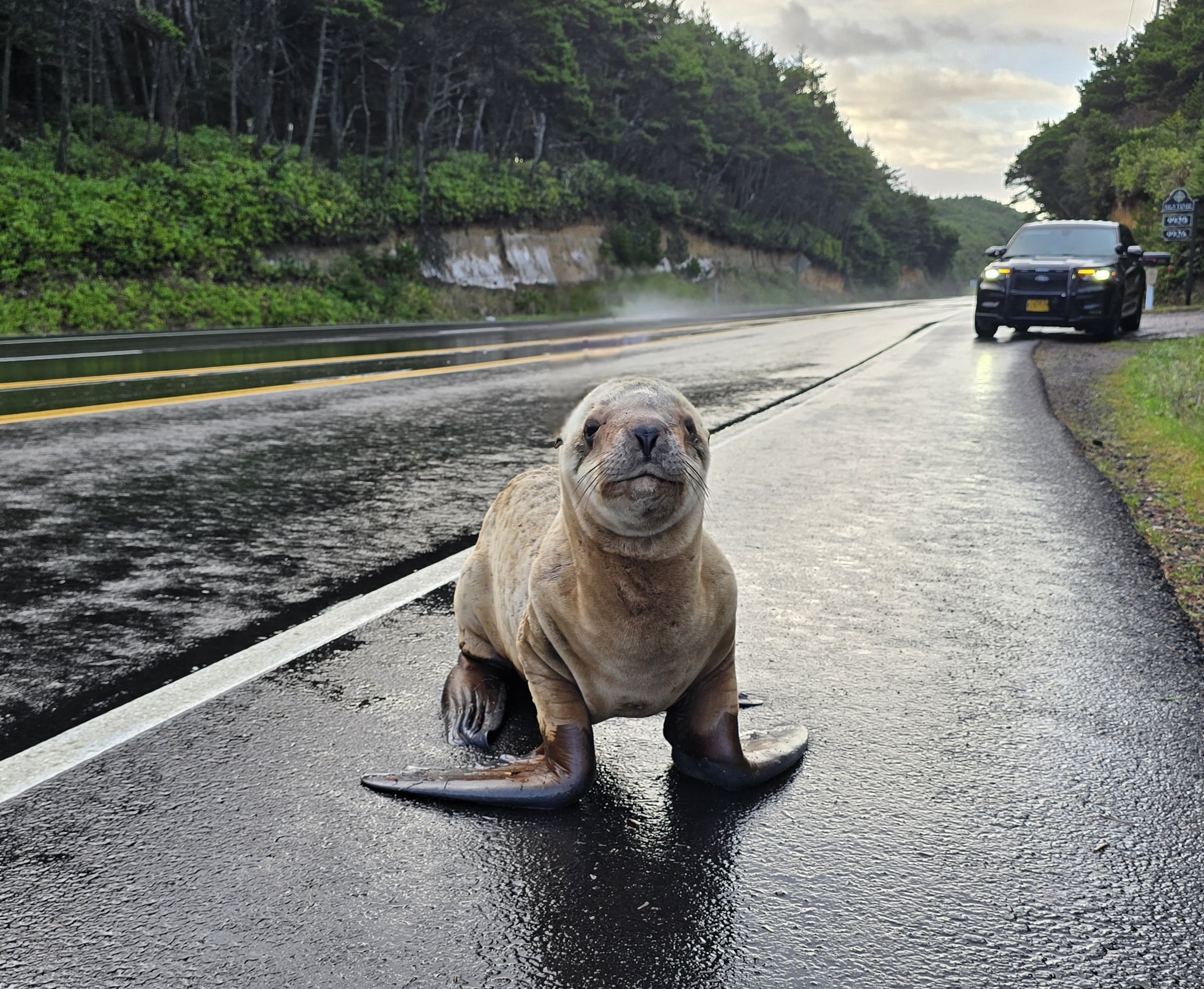 A months-old Steller sea lion pup made its way from the ocean to the edge of U.S. Highway 101 south of Newport, Ore., on Saturday, Dec. 20, 2025. The sea lion was rescued from traffic and returned to an island off Seal Rock.