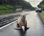 A months-old Steller sea lion pup made its way from the ocean to the edge of U.S. Highway 101 south of Newport, Ore., on Saturday, Dec. 20, 2025. The sea lion was rescued from traffic and returned to an island off Seal Rock.