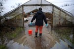 FILE - Shelley Pasco, owner of Whistling Train Farm, stands at one of her flooded greenhouses on Thursday, December 18, 2025, near the Green River in Kent.