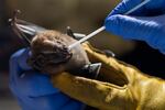 A researcher for Brazil's state-run Fiocruz Institute takes an oral swab sample from a bat captured in the Atlantic Forest, at Pedra Branca state park, near Rio de Janeiro, Tuesday, Nov. 17, 2020. Teams of researchers around the globe are racing to study the places and species from which the next pandemic may emerge. It's no coincidence that many scientists are focusing attention on the world's only flying mammals — bats.