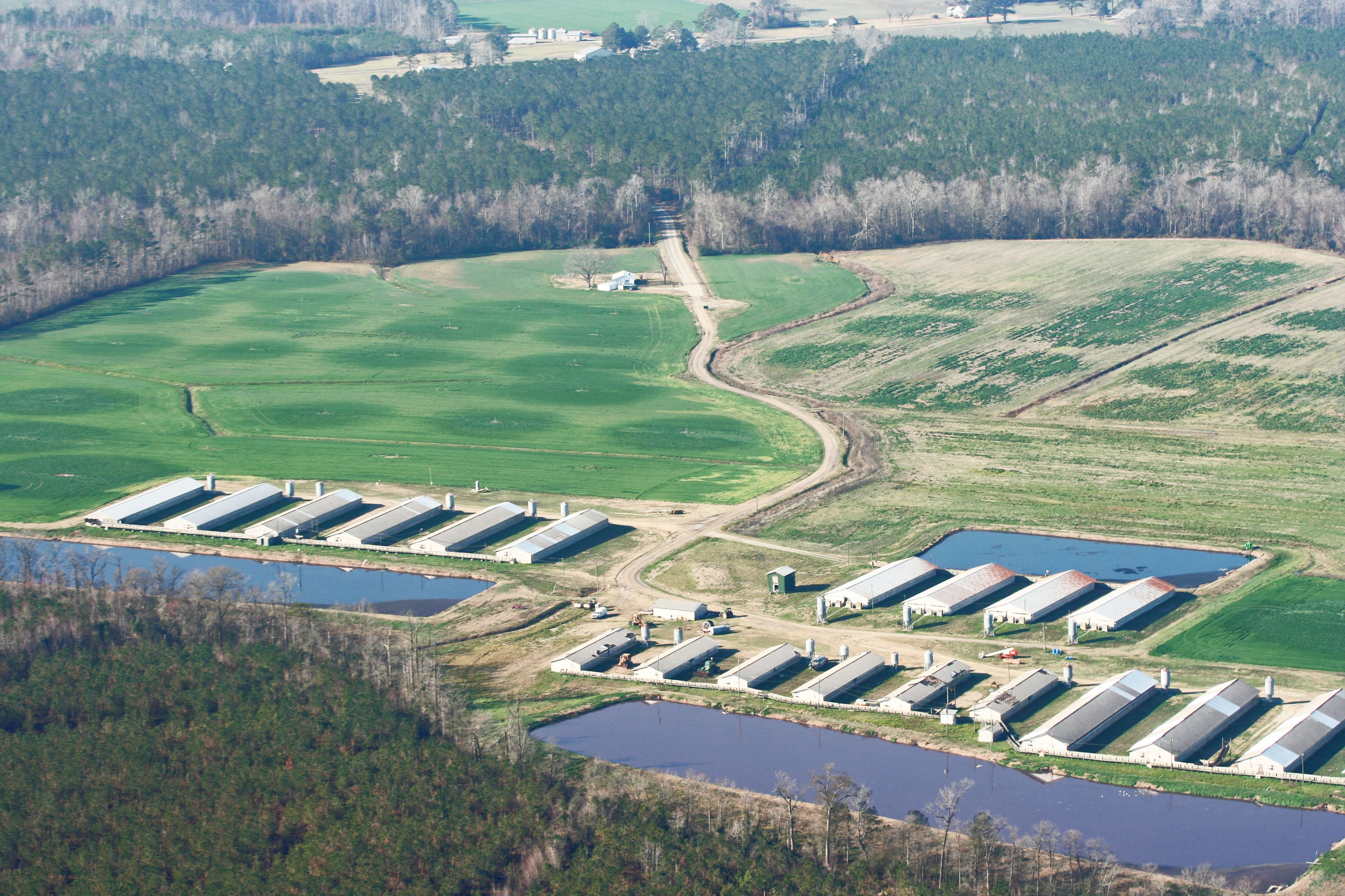 Swine facility lagoons on banks of stream and waste transport ditches to stream in North Carolina, Feb. 22 2012.