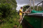 David Sischo climbs a ladder to enter the predator free enclosure. To speed up the process of finding rosy wolf snails, Sischo’s team has started using a specially trained dog that can sniff out the snails (The pup in this photo is just a friend of the team).