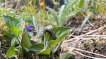 An endangered Oregon silverspot butterfly larvae raised at the Oregon Zoo feeds on an early blue violet after being released at Saddle Mountain in June 2025.