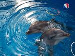 Dolphins play at the Sevastopol State Oceanarium in Crimea, on March 30, 2014. After Russia annexed Crimea, its military revived a Soviet-era dolphin-training program.