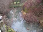 Coho salmon have  been spotted in Johnson Creek in Gresham, Ore.