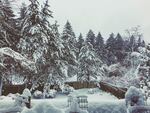 A view of a snowy morning in Lake Oswego, Oregon. 