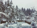 A view of a snowy morning in Lake Oswego, Oregon.