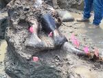 Flags mark the mastodon skull and tusk unearthed during the 12-day excavation.