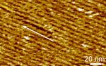 This microscope image shows silk fibroin uniformly self-assembling on graphene.  These straight lines of silk proteins open the door for harnessing the useful physical properties of silk in tiny electrical circuits.