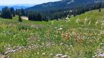 This is the height of wildflower and bumblebee season on the meadows of Mount Ashland. 