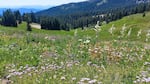This is the height of wildflower and bumblebee season on the meadows of Mount Ashland. 