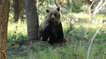 
A grizzly bear, with its leg in a snare and a tranquilizer dart in its shoulder, is minutes from falling asleep. Researchers will fit it with a GPS collar.