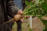 Chris Battle holds a ripe turnip after a Sunday morning service at his Battlefield Farm & Gardens in Knoxville, Tenn.