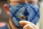 A dead Asian giant hornet sent from Japan is held on a pin by Sven Spichiger, an entomologist with the Washington State Department of Agriculture, Monday, May 4, 2020, in Olympia, Wash. The insect, which has been found in Washington state, is the world's largest hornet, and has been dubbed the "Murder Hornet" in reference to its appetite for honey bees, and a sting that can be fatal to some people. (AP Photo/Ted S. Warren)