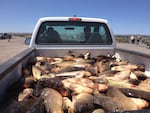 Invasive carp taken out of Malheur Lake are measured for height and weight to better understand the invasive fish that refuge staff are trying to reduce.