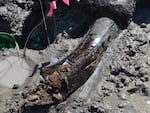 A mastodon tusk is seen at the Iowa dig site.