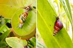 The photo on the left is one of the last photos ever taken of the species Achatinella lila in the wild. They now only live in the Snail Extinction Prevention Program’s captive rearing facility.  On the right, Laminella sanguinea is a very striking and rare snail endemic to the Wai‘anae Mountains of O‘ahu. 