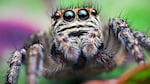 A jumping spider (Evarcha arcuata) literally hangs out at nighttime — but this was a surprise, even to a jumping spider researcher.