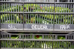 A crate of peppers harvested at Full Cellar Farm in Gresham, Ore., Oct. 8, 2024.