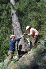 Erika Wise and Matt Dannenberg look at a newly sampled tree core in the Okanogan National Forest.