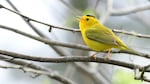 Wilson's warbler is declining throughout the Northwest. 