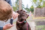 Craig Giffen takes a picture of his dog, Ms. Freddie, wearing her new, free necklace.