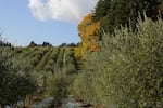 Olive grove at Durant Vineyard, Dundee, Oct. 29 2025