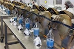 Horseshoe crabs are bled at a facility in Charleston, S.C., in June 2014.