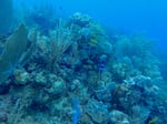 An acoustic recorder measures the soundscape of a healthy coral reef.