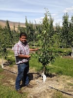 Erik Zavala, director of field staff at Blue Bird, a growers co-op in Wenatchee, Washington, shows off a young cherry tree in 2022.