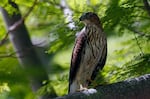 An adult Cooper's hawk. (AP Photo/Wilfredo Lee)