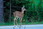 A white tail deer fawn stands in the road, Sept. 10, 2021, in Freeport, Maine.