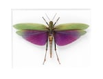 Amazon Grasshopper - Ecuador