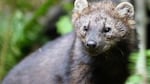 The fisher is a large, stocky, dark brown member of the weasel family, and is related to the mink, otter and marten, according to the Washington Department of Fish and Wildlife.