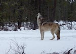 FILE — The breeding female of Oregon's Yamsay Mountain Pack howls in front of a trail camera in the Winema National Forest on Nov. 19, 2024, in Klamath County, Ore.