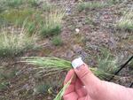 Mark Darrach holds up a piece of ventenata grass. He calls the weed "holocaust grass."