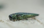 Image of emerald ash borer beetle taken at the Oregon Department of Forestry in Salem, Ore., July 25, 2024. The agency announced three new infestation sites in the northern Willamette Valley on Tuesday.