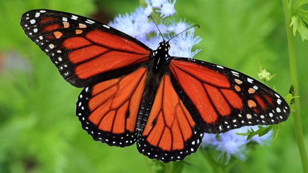 The Monarch Butterfly Has Been Added to the Endangered Species List -  RELEVANT