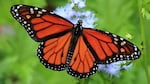 The U.S. Fish and Wildlife Service is considering whether the iconic monarch butterfly should be listed under the Endangered Species Act.