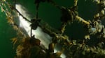 Mussels cling to netting of a collapsed Atlantic salmon farm off Puget Sound's Cypress Island on Aug. 24, 2017.