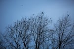 Crows gather in the treetops at Willamette Park in Southwest Portland, Oregon, Thursday, Jan. 3, 2019.